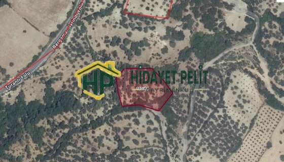 İZMİR BERGAMA EĞİLLER MAHALLESİ ÇAKIRLAR MEVKİİNDE SATILIK FIRSAT ZEYTİNLİK